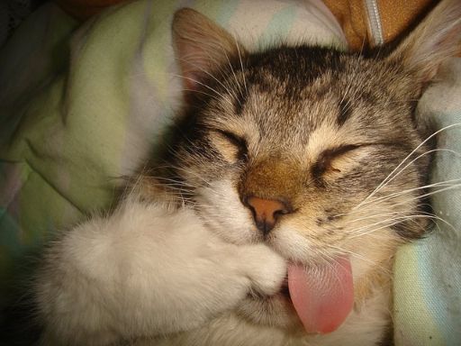 舌を出しているネコ