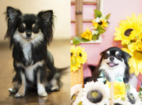 合同会社エネルゲイア